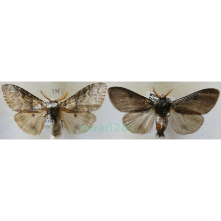 Calliteara pudibunda (Linnaeus, 1758) 2xmale Szczotecznica szarawka Czech19f